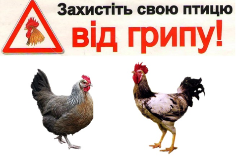 ЯК УНИКНУТИ ЗАРАЖЕННЯ ПТАШИНИМ ГРИПОМ