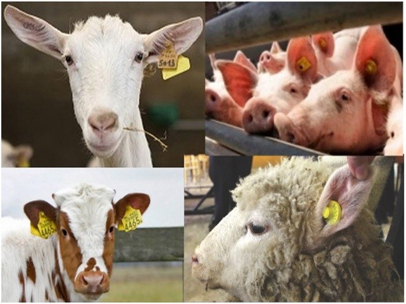 УВАГА ЯЩУР!