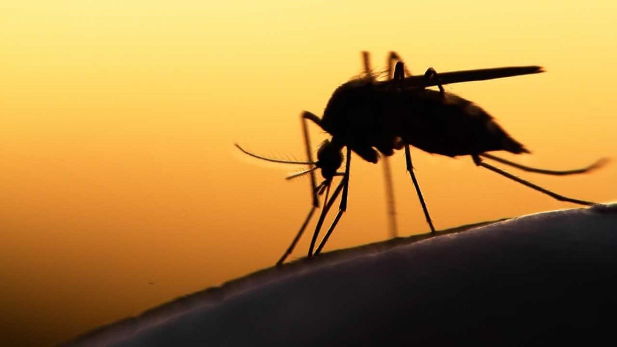 Малярія та її профілактика